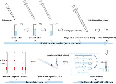 Integrating filter paper extraction, isothermal amplification, and lateral flow dipstick methods to detect Streptococcus agalactiae in milk within 15 min